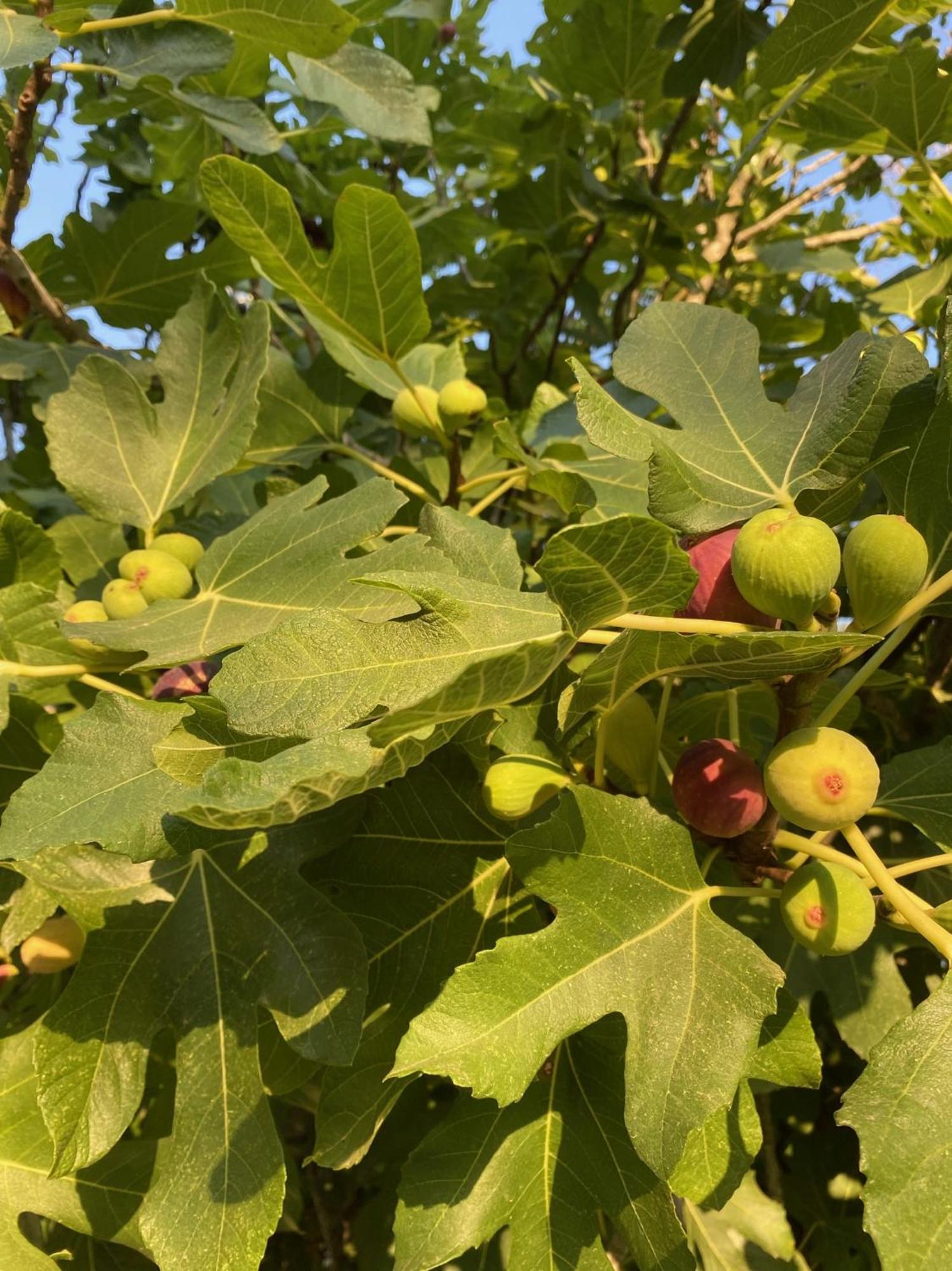 Tenuta Sidore Cursi Buitenkant foto
